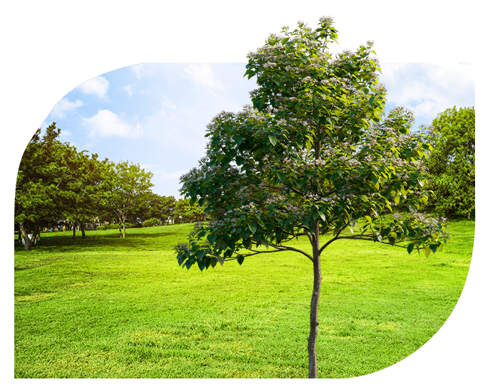 Imagen-de-un-campo-verde-con-un-árbol-en-medio-con-día-solead
